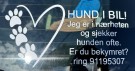 Hund i bil thumbnail